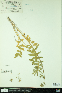 Polemonium reptans image