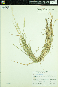 Alopecurus aequalis image