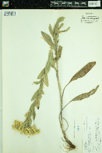 Solidago rigida image