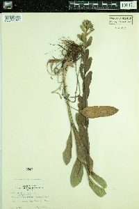 Solidago rigida image