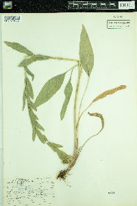 Solidago rigida image
