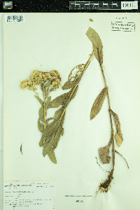 Solidago rigida image