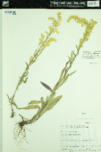 Solidago nemoralis image