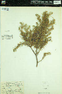 Juniperus communis image