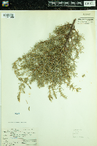 Juniperus communis image