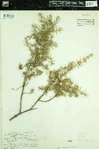 Juniperus communis image