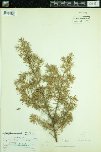 Juniperus communis image
