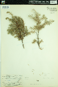 Juniperus communis image