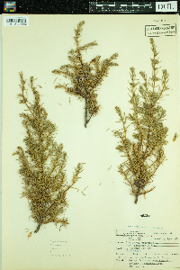 Juniperus communis image
