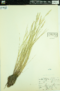 Alopecurus aequalis image