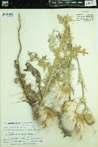 Cirsium vulgare image