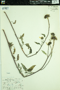 Helianthus petiolaris image