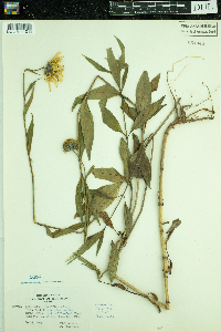 Helianthus pauciflorus image