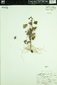 Xanthium strumarium image