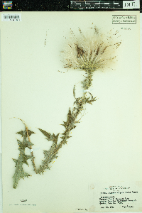 Cirsium vulgare image