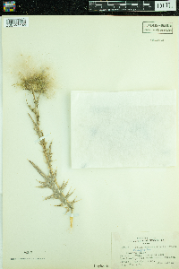 Cirsium vulgare image