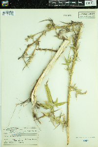 Cirsium vulgare image