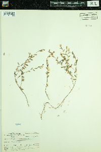 Vaccinium oxycoccos image