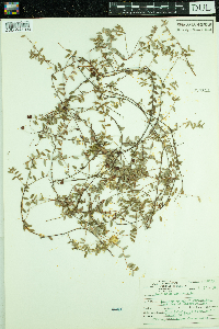 Vaccinium oxycoccos image