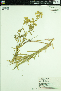 Euphorbia virgata image