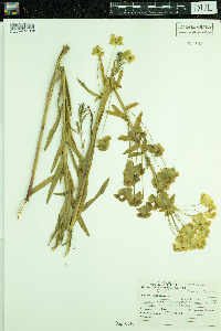 Euphorbia virgata image