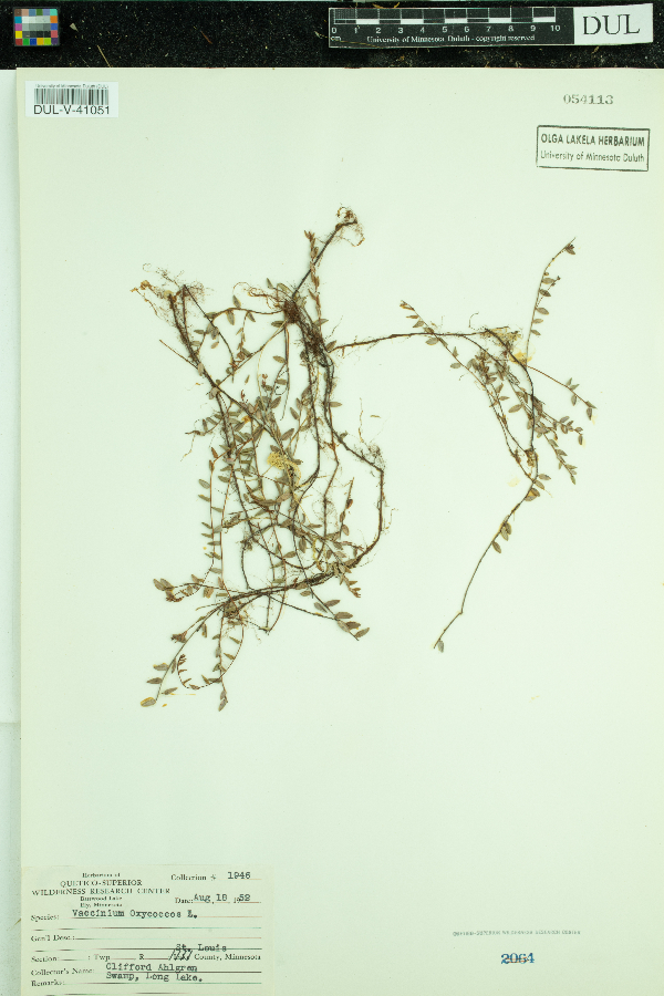 Vaccinium oxycoccos image