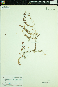 Thumbnail image of current specimen