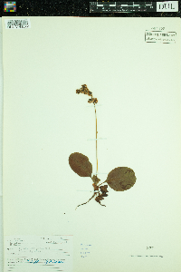 Pyrola elliptica image