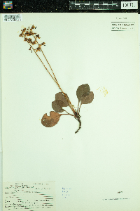 Pyrola elliptica image