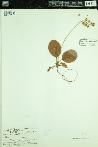 Pyrola elliptica image