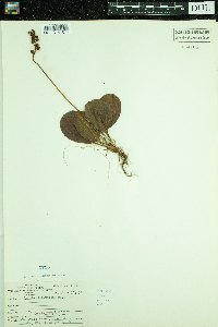 Pyrola elliptica image