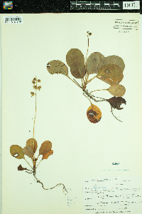 Pyrola elliptica image