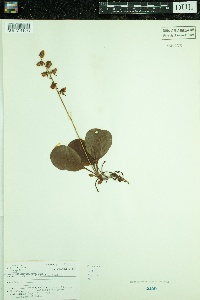 Pyrola elliptica image