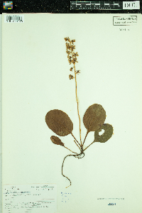 Pyrola elliptica image