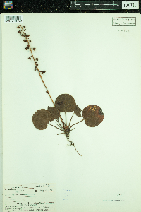 Pyrola elliptica image