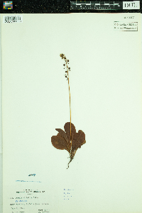 Pyrola elliptica image