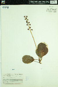 Pyrola elliptica image