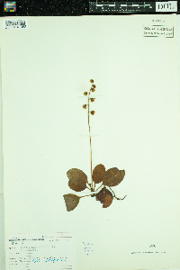Pyrola elliptica image