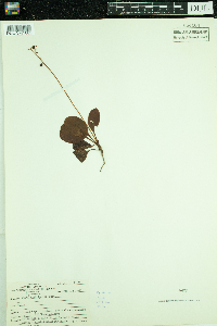 Pyrola elliptica image