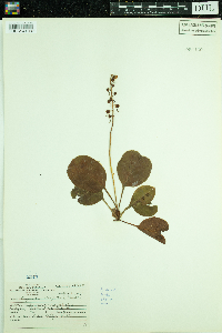 Pyrola elliptica image