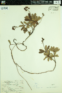 Chimaphila umbellata image