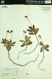 Chimaphila umbellata image