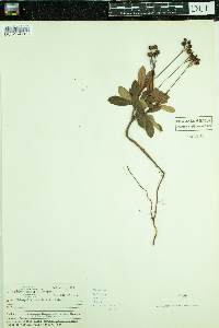 Chimaphila umbellata image
