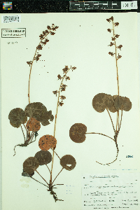 Pyrola asarifolia image