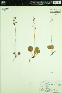 Pyrola asarifolia image