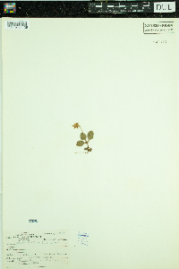 Moneses uniflora image