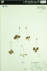 Moneses uniflora image