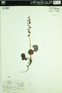 Pyrola asarifolia image