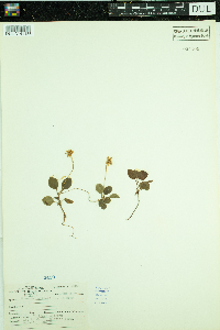Pyrola asarifolia image