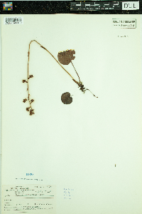 Pyrola asarifolia image